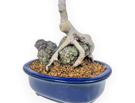 Acer Palmatum - Ahorne - 42 cm