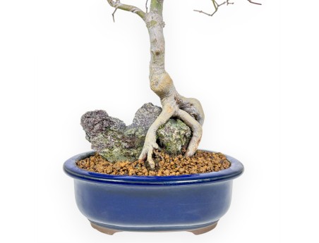 Acer Palmatum - Arce - 42 cm