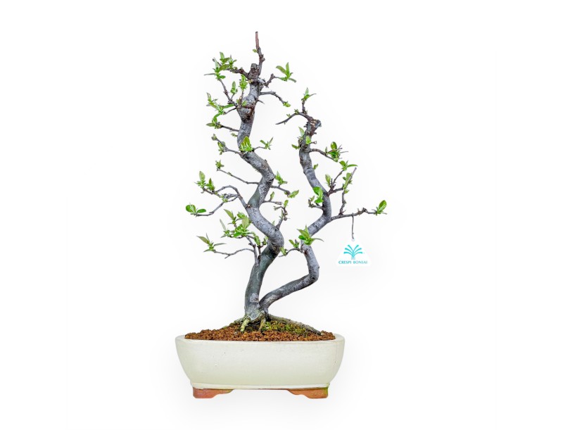 Pseudocydonia Chinensis - Apple Tree - 47 cm