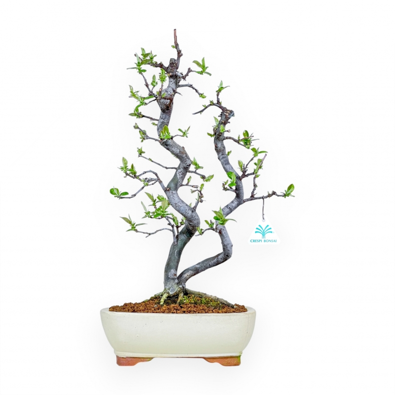 Pseudocydonia Chinensis - Cognassier - 47 cm