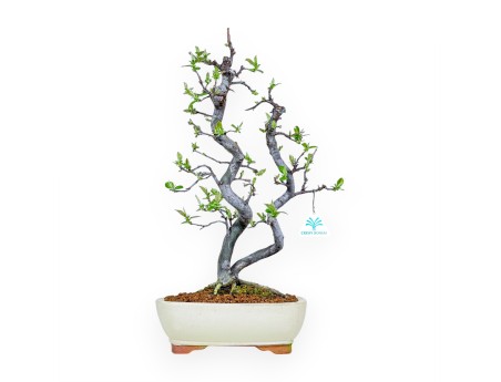 Pseudocydonia Chinensis - Apple Tree - 47 cm