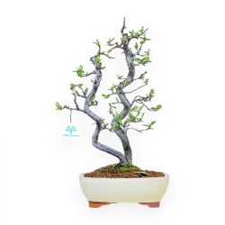 Pseudocydonia Chinensis - Cognassier - 47 cm