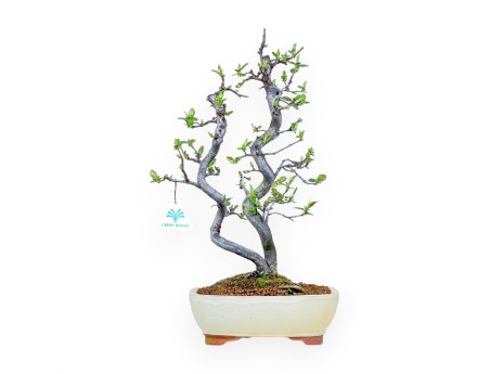 Pseudocydonia Chinensis - Apple Tree - 47 cm