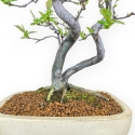 Pseudocydonia Chinensis - Cognassier - 47 cm
