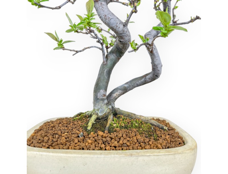 Pseudocydonia Chinensis - Apple Tree - 47 cm