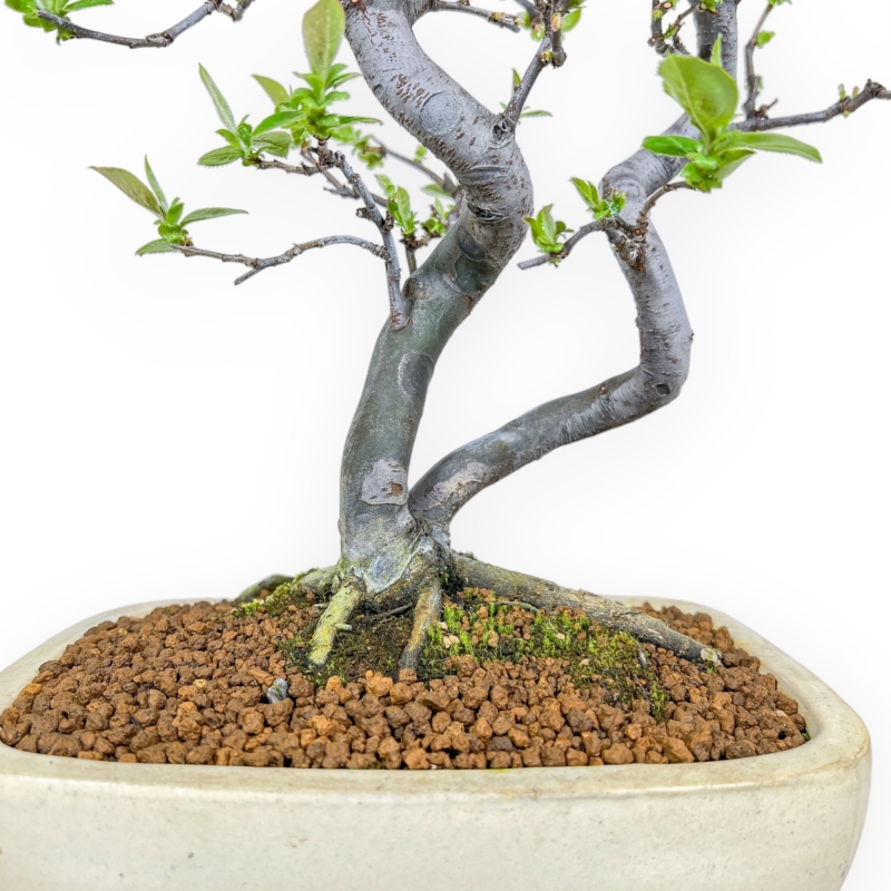 Pseudocydonia Chinensis - Cotogno - 47 cm