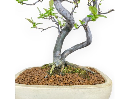 Pseudocydonia Chinensis - Cotogno - 47 cm