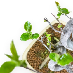 Pseudocydonia Chinensis - Apple Tree - 47 cm