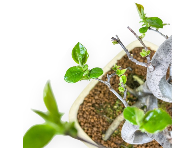 Pseudocydonia Chinensis - Apple Tree - 47 cm