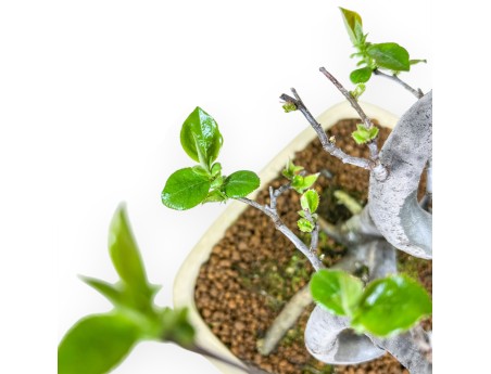 Pseudocydonia Chinensis - Apple Tree - 47 cm