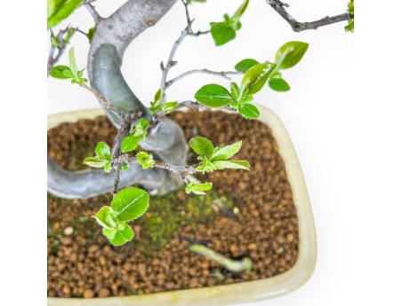 Pseudocydonia Chinensis - Apple Tree - 47 cm