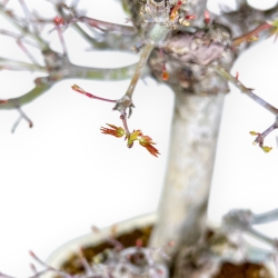 Acer Palmatum Viridis - Érable - 54 cm
