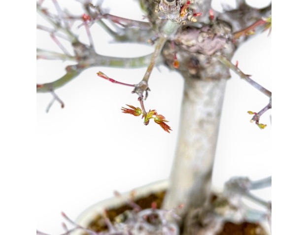 Acer Palmatum Viridis - Maple - 54 cm 2