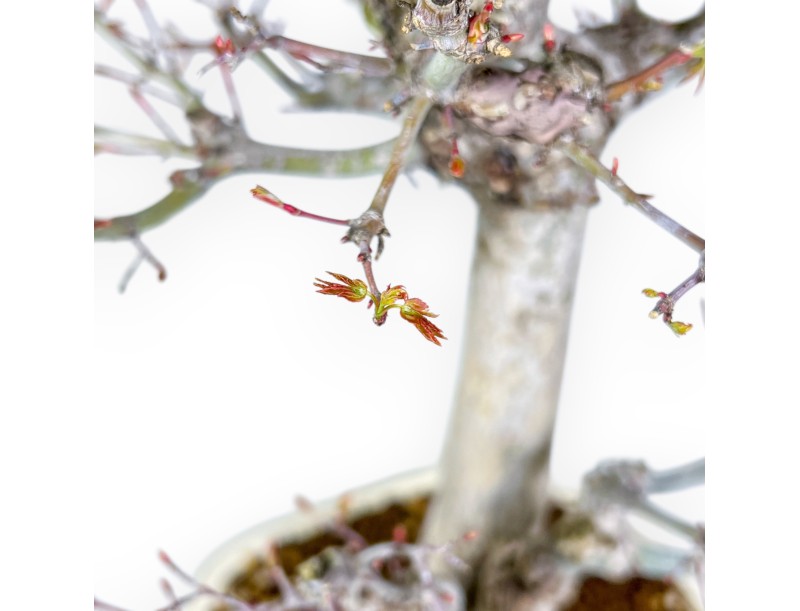 Acer Palmatum Viridis - Arce - 54 cm