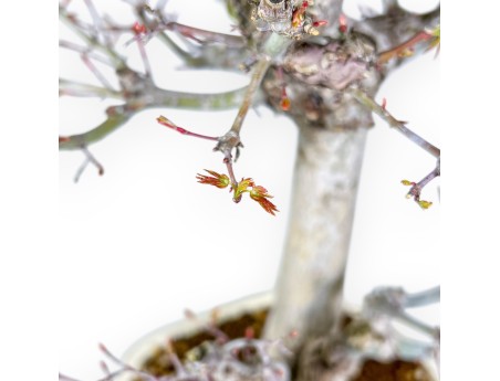 Acer Palmatum Viridis - Esdoorn - 54 cm