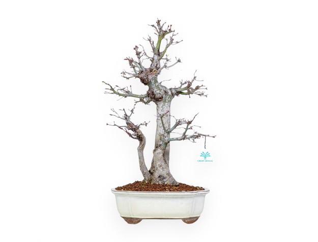 Acer Palmatum Viridis - Arce - 54 cm