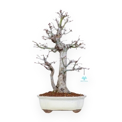 Acer Palmatum Viridis - Érable - 54 cm