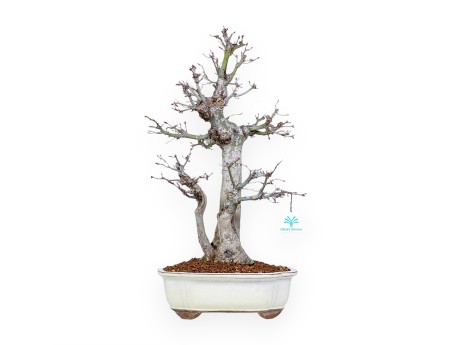 Acer Palmatum Viridis - Érable - 54 cm