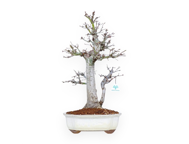 Acer Palmatum Viridis - Acero - 54 cm