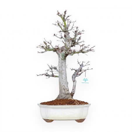 Acer Palmatum Viridis - Esdoorn - 54 cm