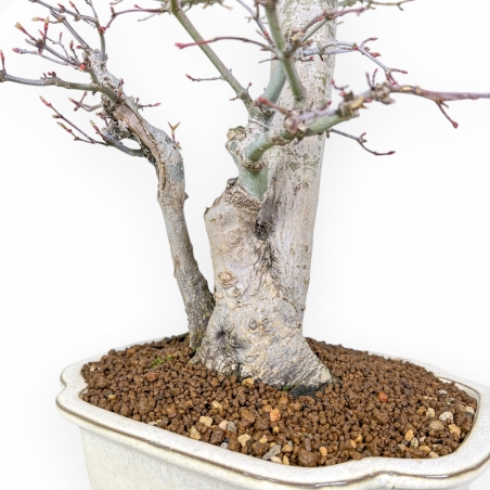 Acer Palmatum Viridis - Esdoorn - 54 cm