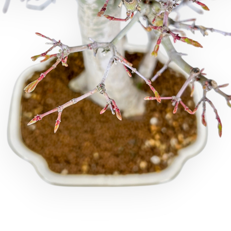 Acer Palmatum Viridis - Arce - 54 cm