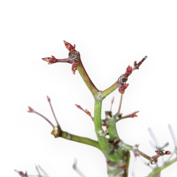 Acer Palmatum Viridis - Érable - 40 cm