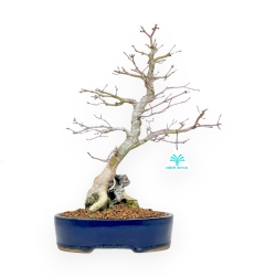 Acer Palmatum Viridis - Érable - 40 cm