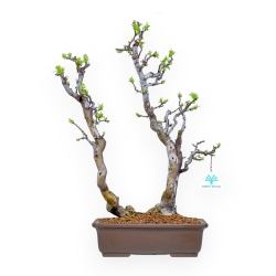 Pseudocydonia Chinensis - Apple Tree - 46 cm