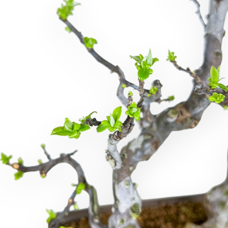 Pseudocydonia Chinensis - Apple Tree - 46 cm