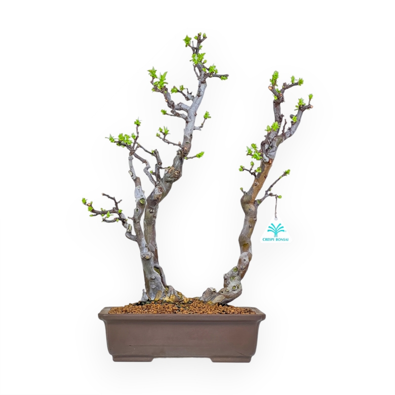 Pseudocydonia Chinensis - Apple Tree - 46 cm