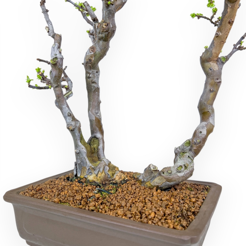 Pseudocydonia Chinensis - Apple Tree - 46 cm