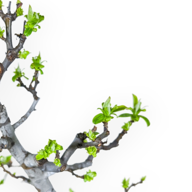 Pseudocydonia Chinensis - Apple Tree - 46 cm
