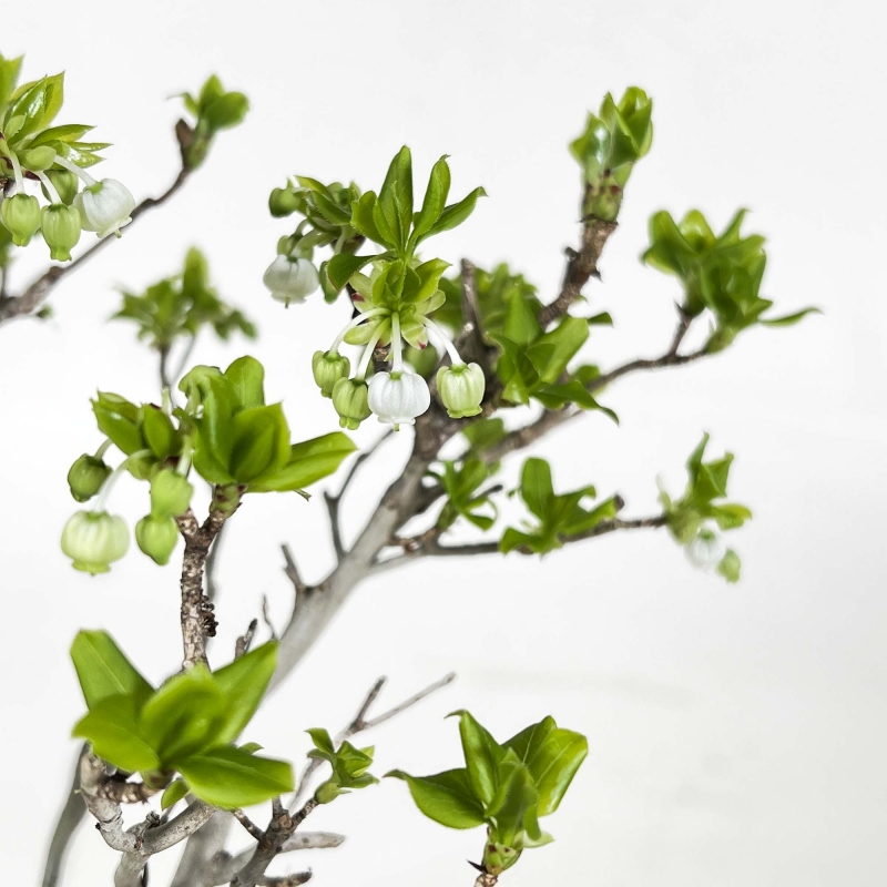 Enkianthus Perulatus - 42 cm