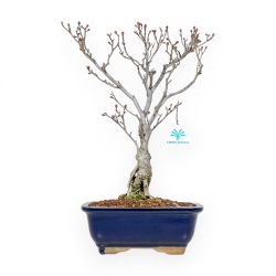 Enkianthus Perulatus - 42 cm