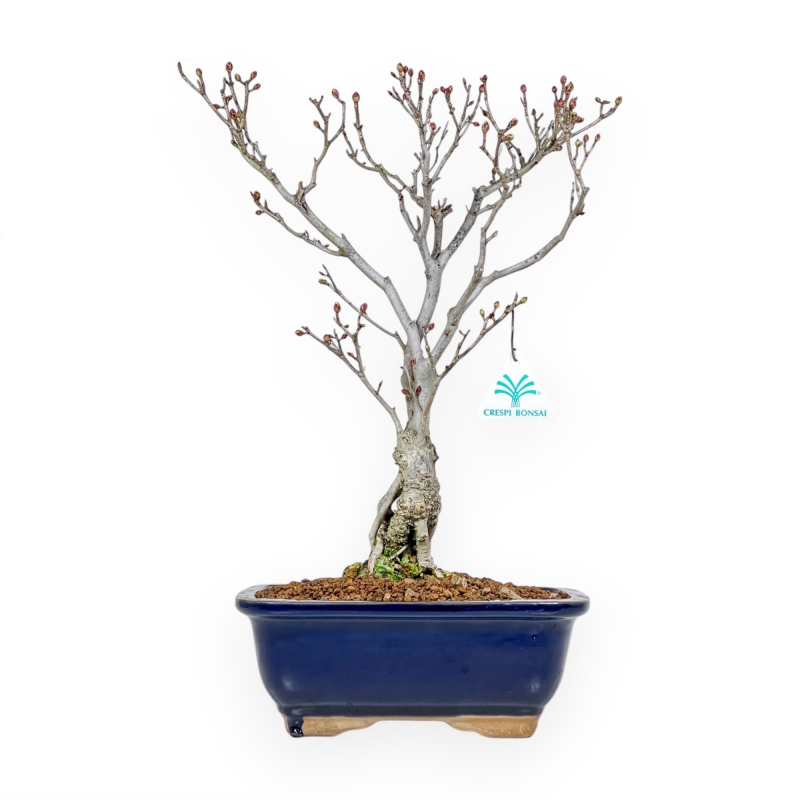 Enkianthus Perulatus - 42 cm