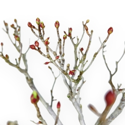 Enkianthus Perulatus - 42 cm