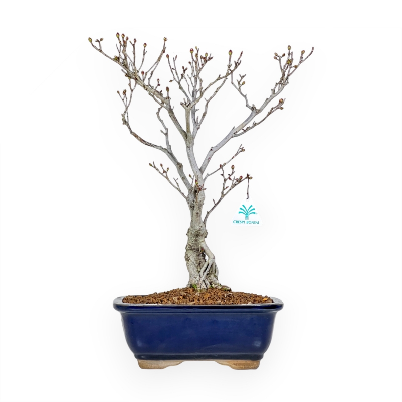 Enkianthus Perulatus - 42 cm