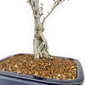 Enkianthus Perulatus - 42 cm
