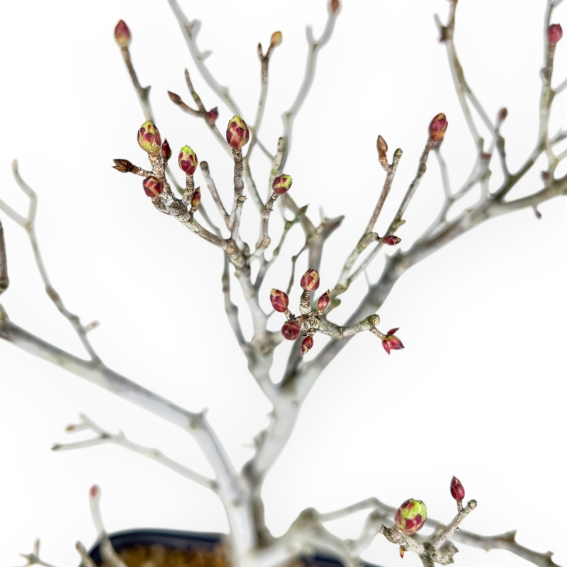 Enkianthus Perulatus - 42 cm