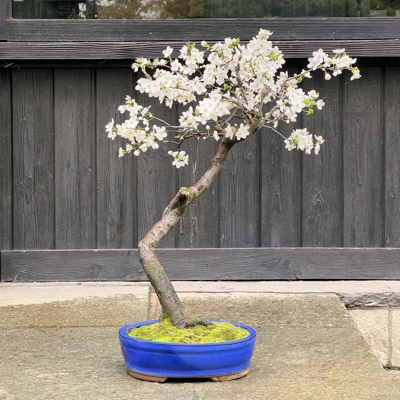 Prunus Cerasifera - Mirabolano - 63 cm