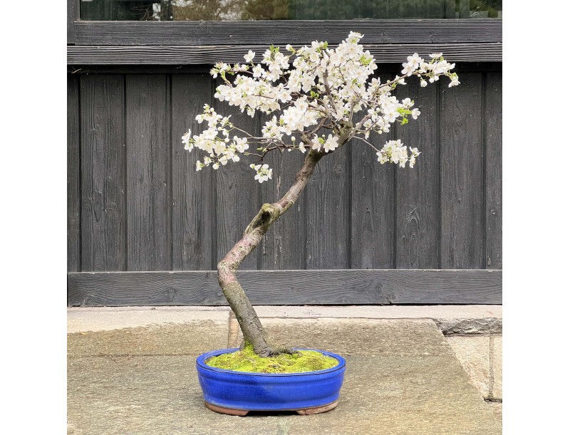 Prunus Cerasifera - Myrobalan - 63 cm