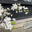 Prunus Cerasifera - Mirabolano - 63 cm