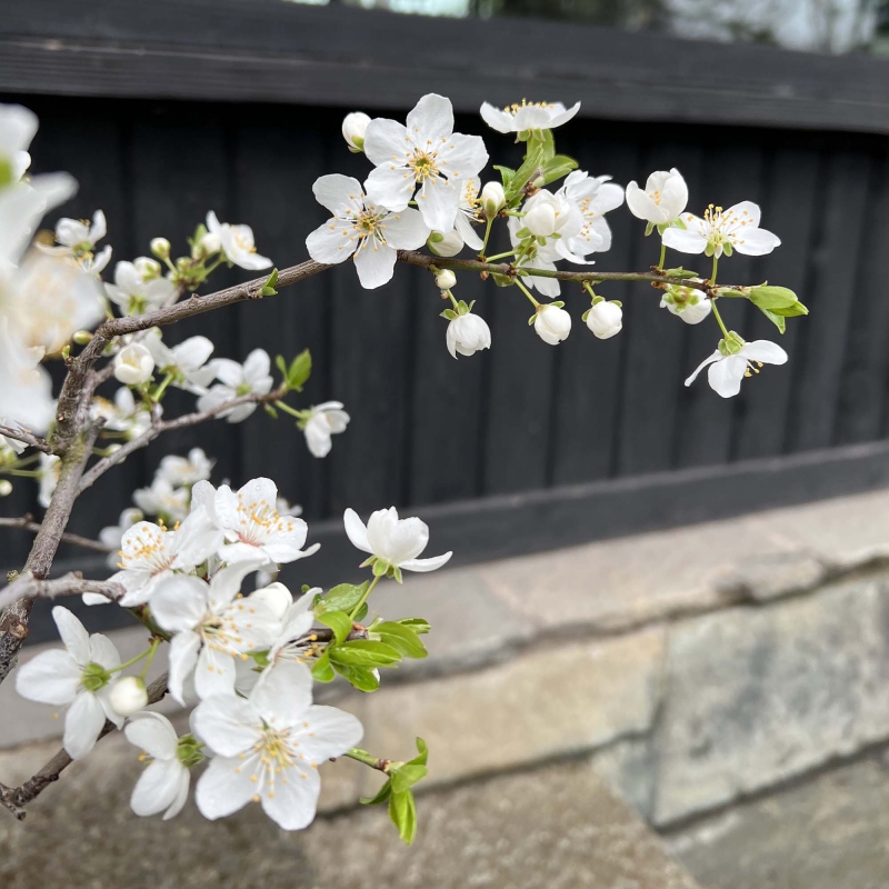 Prunus Cerasifera - Mirabolano - 63 cm