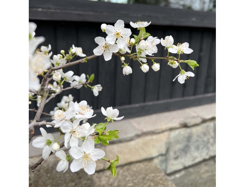 Prunus Cerasifera - Myrobalan - 63 cm