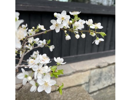 Prunus Cerasifera - Mirabolano - 63 cm