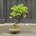 Akebia Quinata - 28 cm