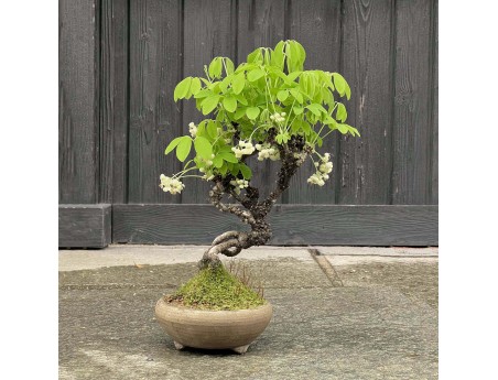 Akebia Quinata - 28 cm