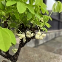 Akebia Quinata - 28 cm