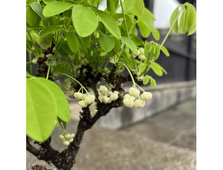 Akebia Quinata - 28 cm